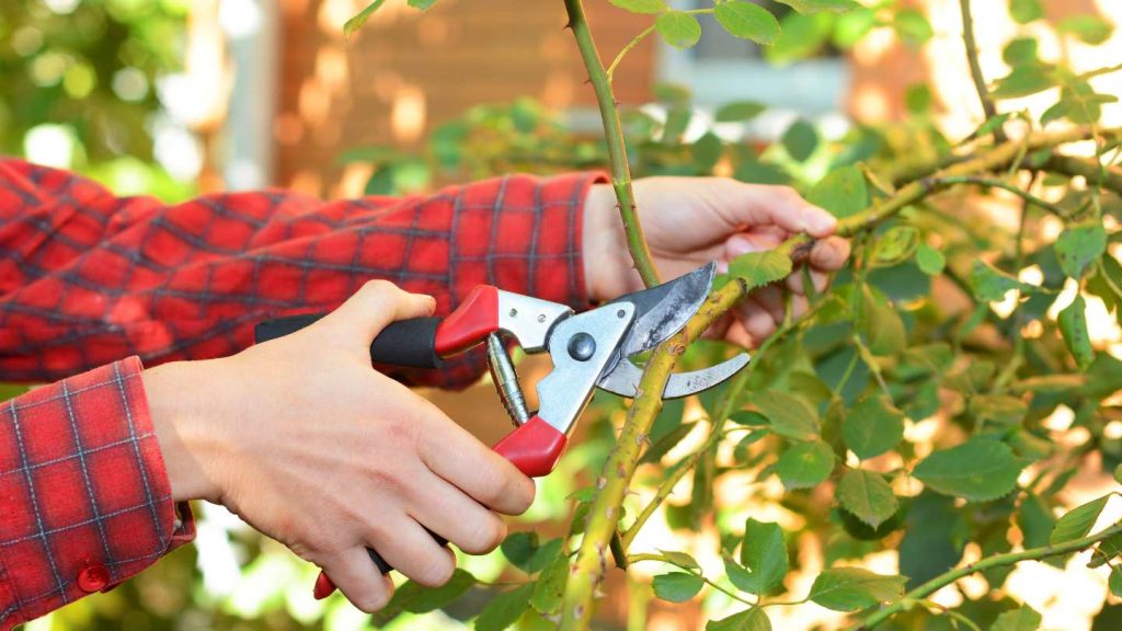 benefits of pruning for healthy plant growth