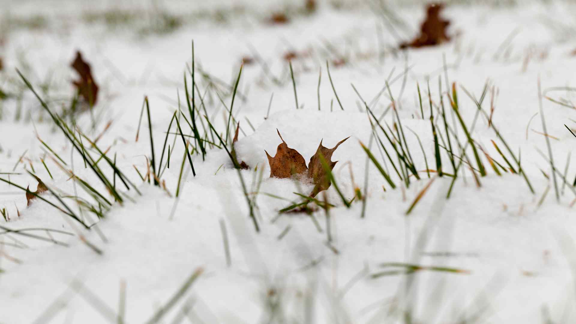 cleaning lawn after winter