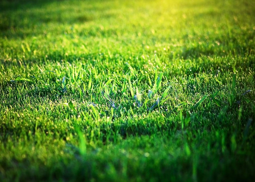 green grass field