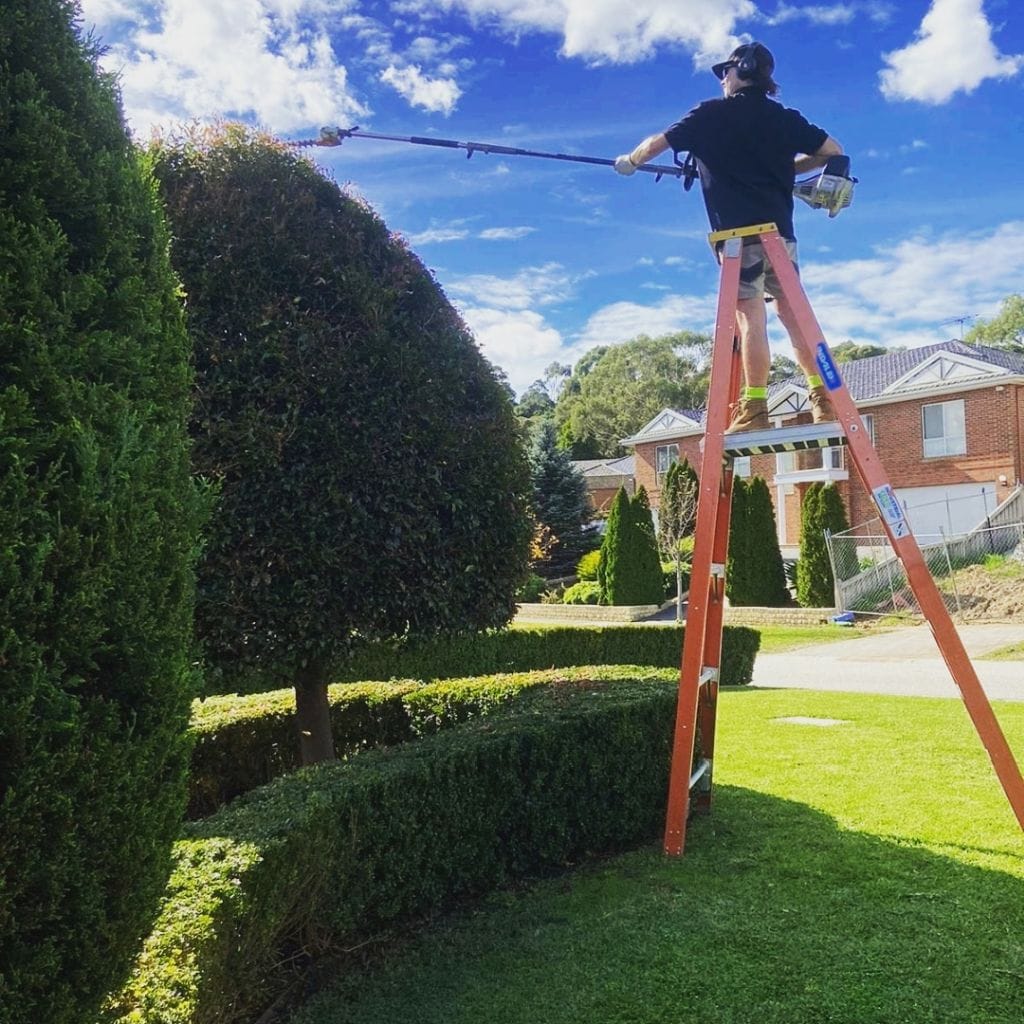hedge trimming 04