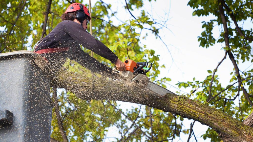 how to prune trees, shrubs, and other ornamental plants