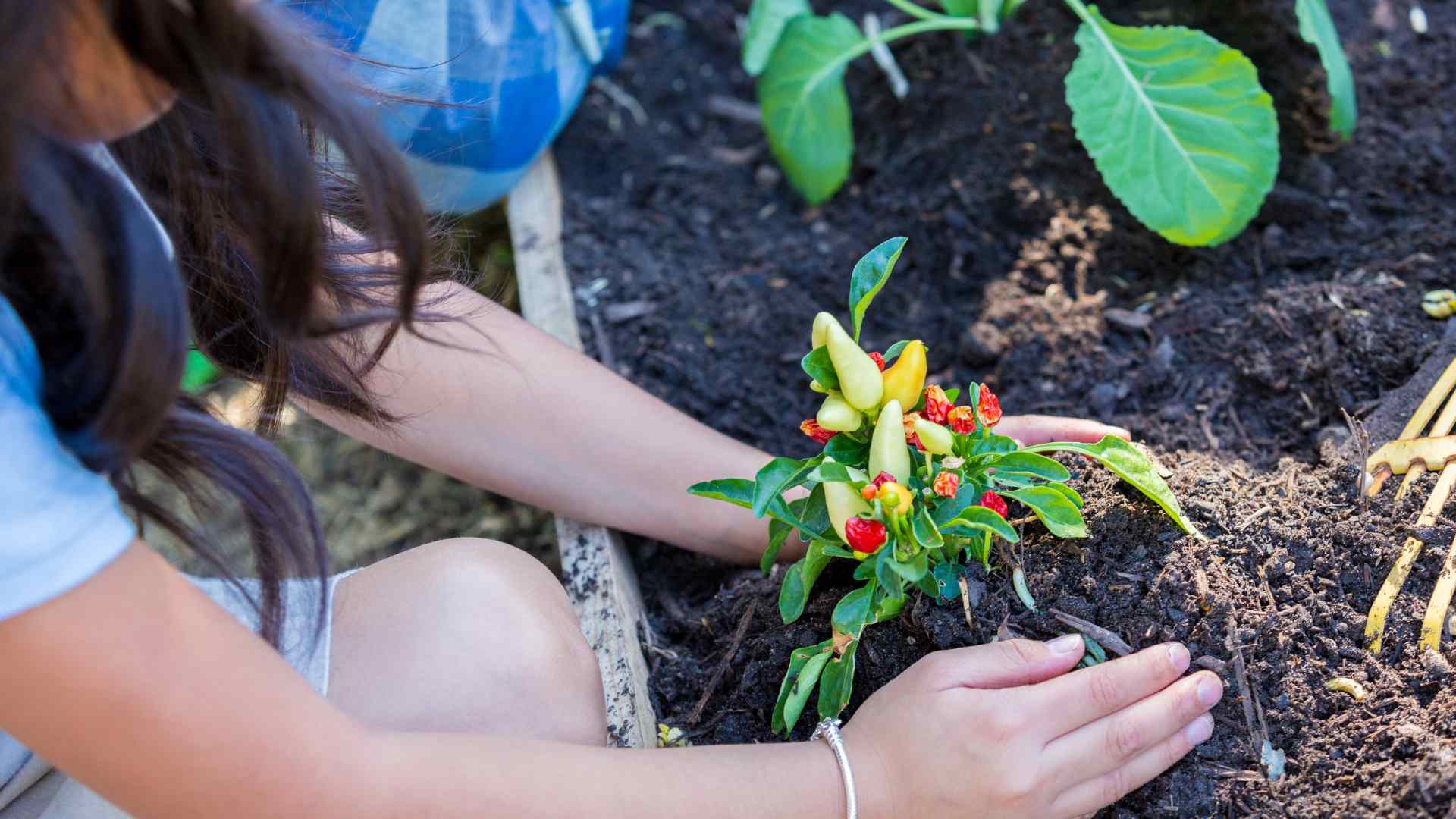 plants and flowers for garden melbourne