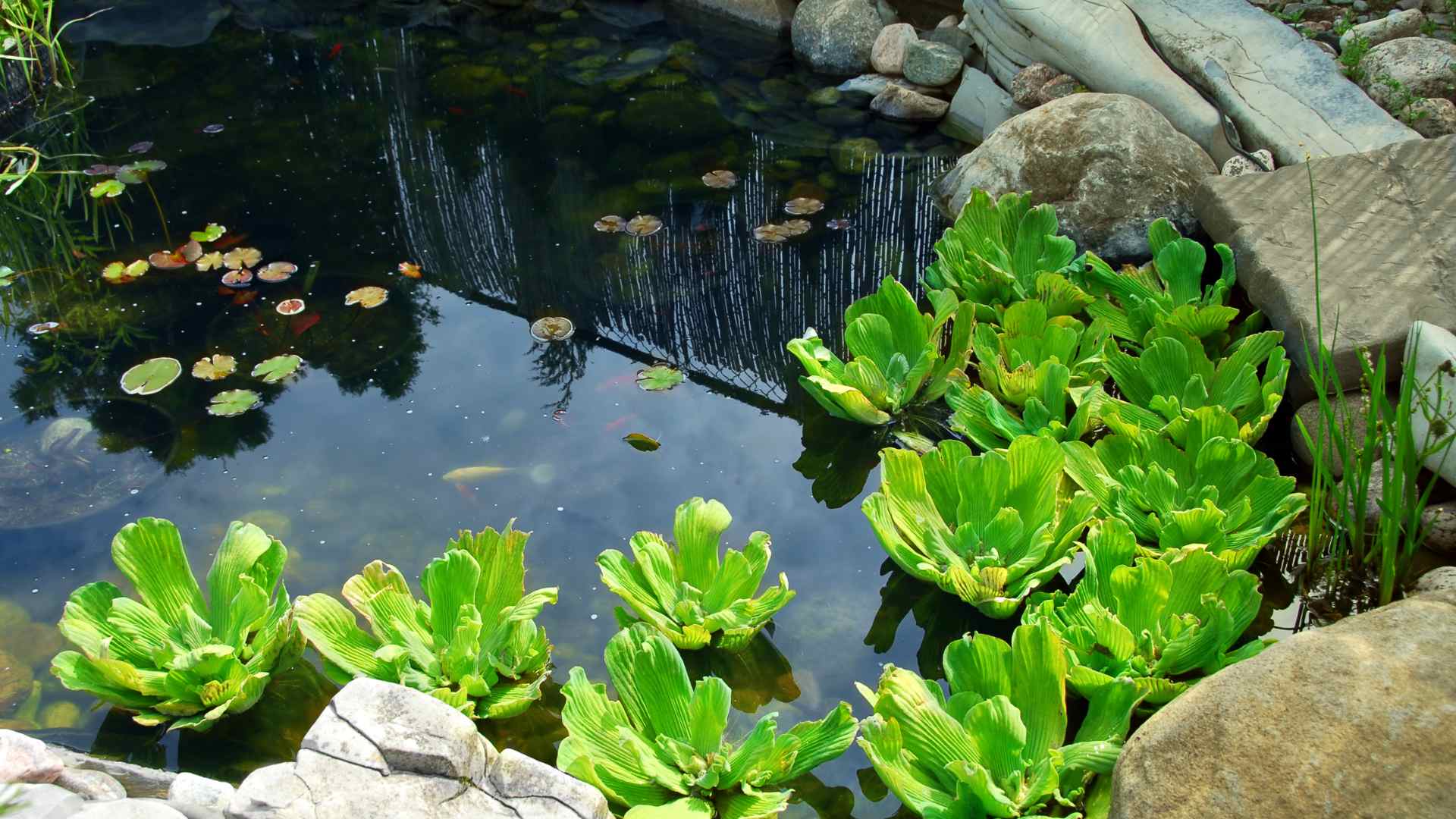 ponds in garden