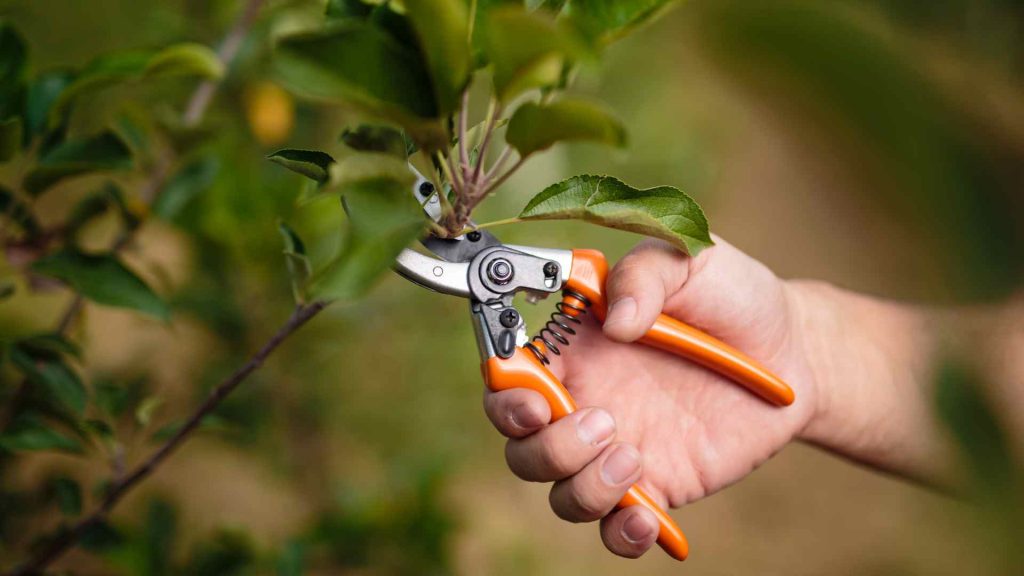 pruning technique