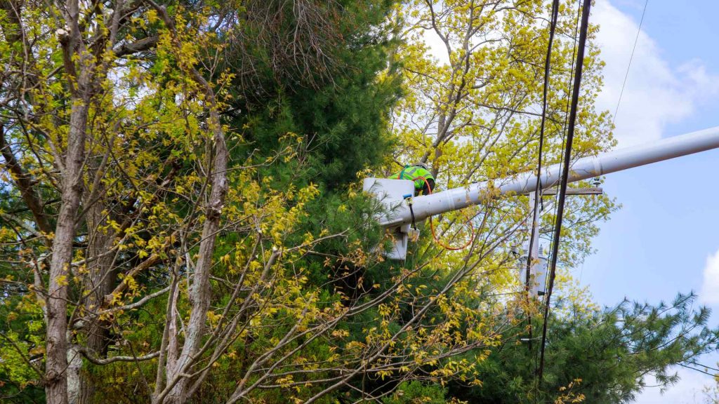 pruning trees near power lines safely melbourne