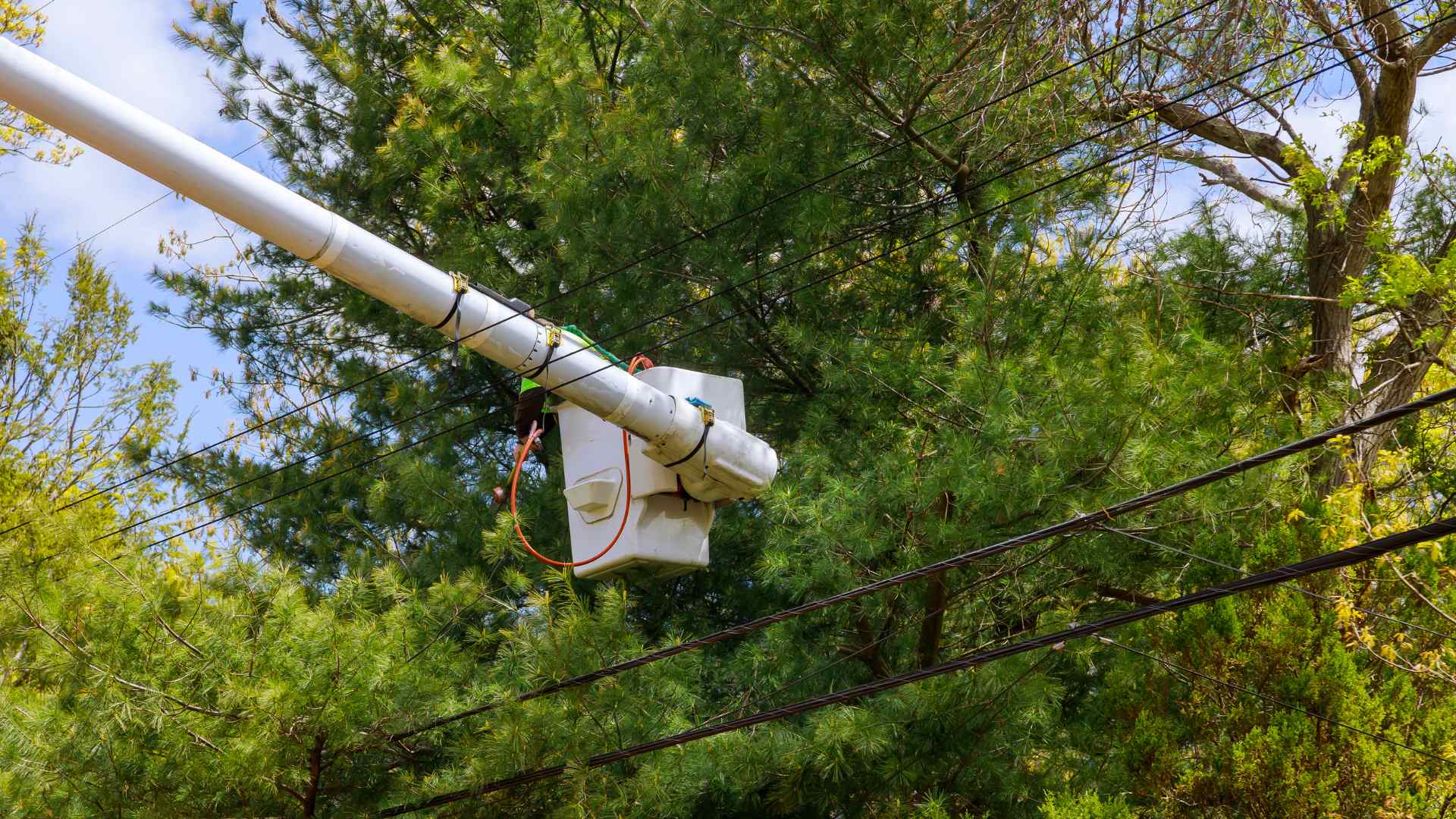 pruning trees near power lines safely