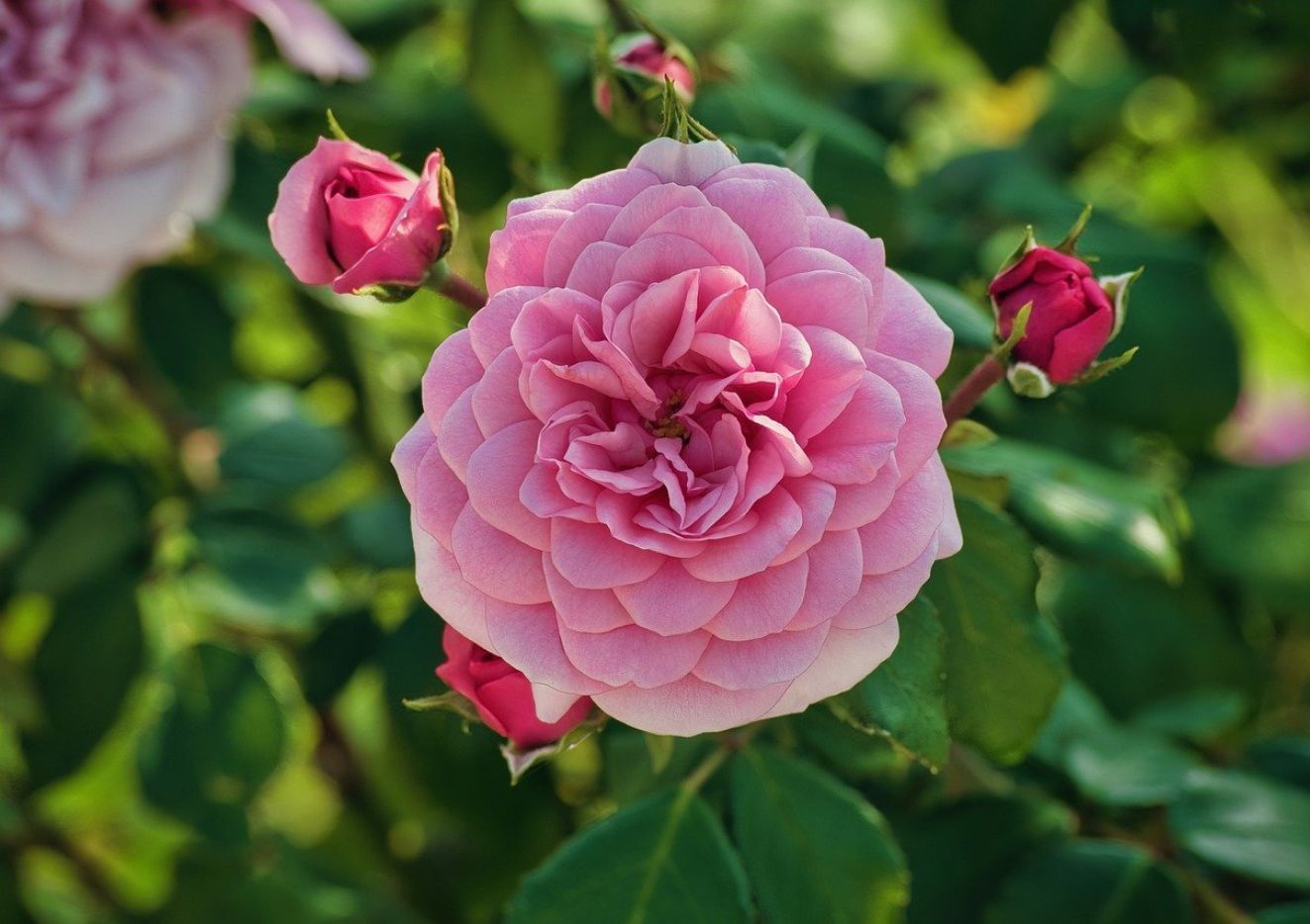 The Secret to Successful Rose Gardening: Tips and Tricks