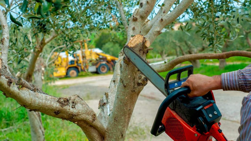 things you need to know about tree pruning